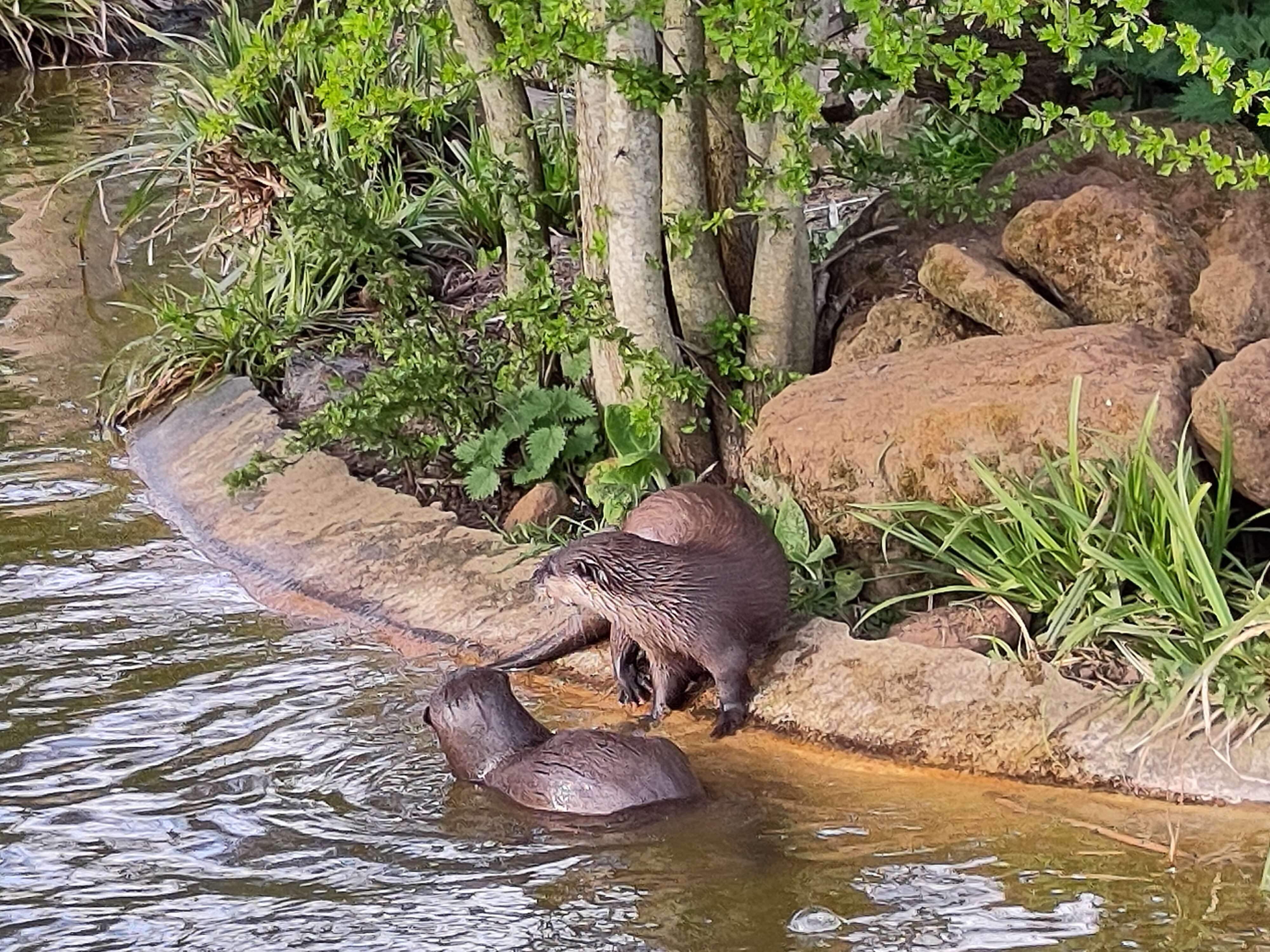 A pair of Asian short-clawed otters, one in the water and one on the bank, looking away from the camera.