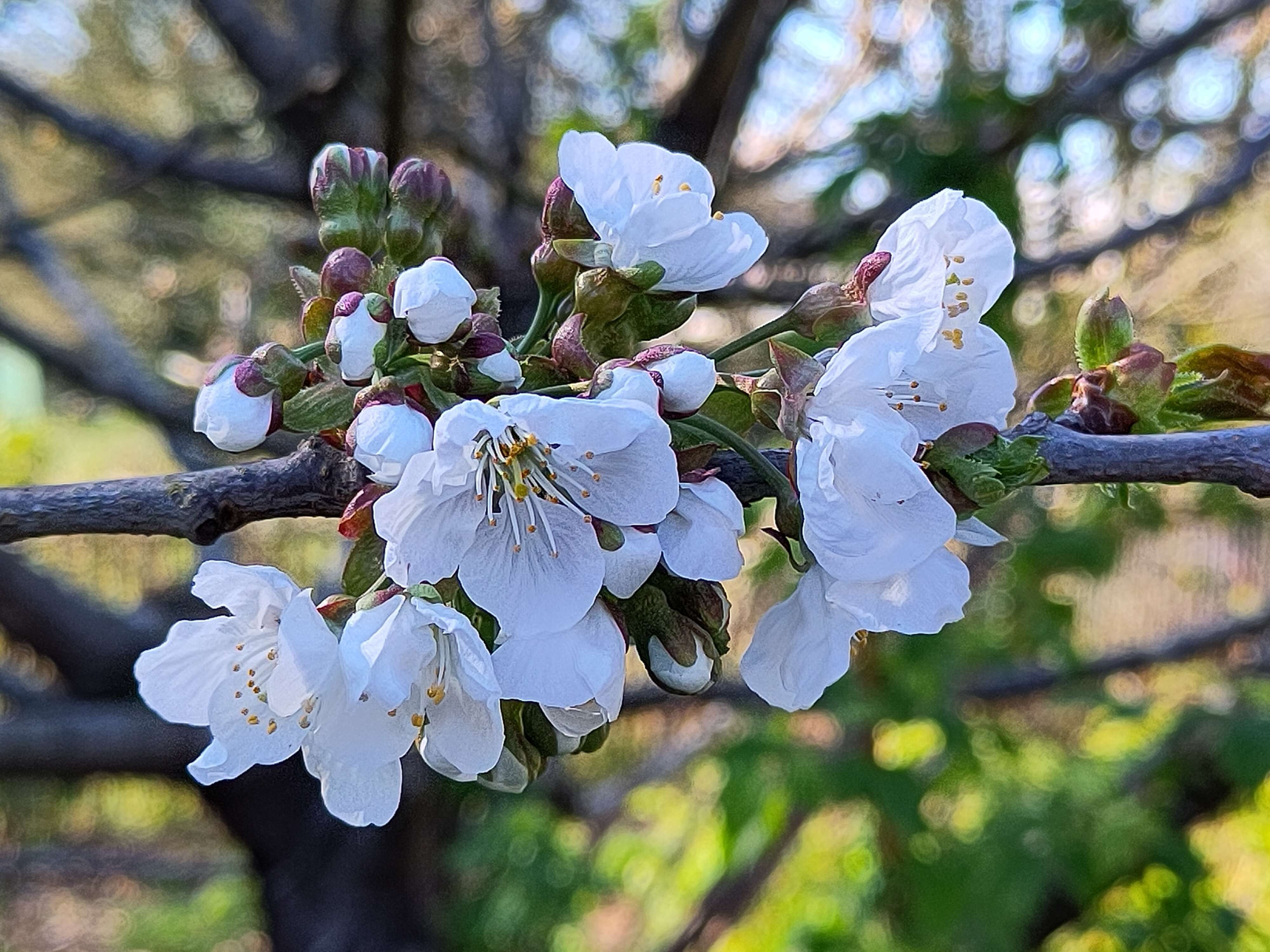 a small cluster of white cherry blossom, dramatically sunlit